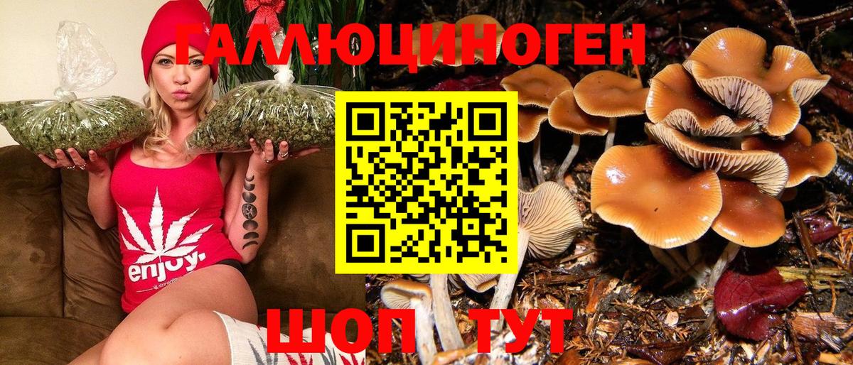 Артём  Галлюциногенные грибы Psilocybe  Вход с VPN  Галлюциногенные грибы Psilocybine cubensis 